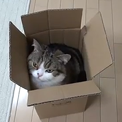 Maru, one of the cutest cats on the internet, loves his boxes. Watch the video below