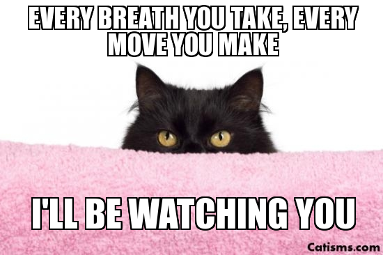 watching_you_cat