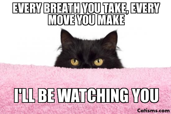 watching_you_cat.png